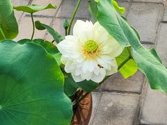 -莲花池公园