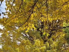 -星海音乐学院(沙河校区)