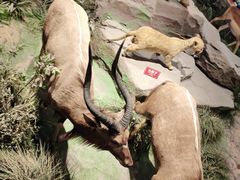 -陕西自然博物馆