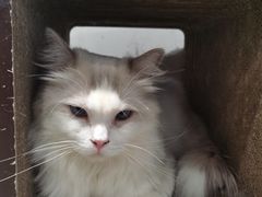 -瞄一喵猫咖(格力海岸店)