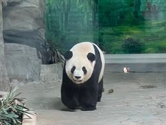 -灵玲国际马戏城