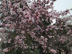 -桃花堤公园