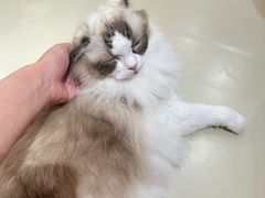 -三花喵·撸猫购宠·宠物生活馆(虹桥南丰城店)