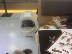 -喵园·猫主题咖啡厅·撸猫·猫咖(国贸店)