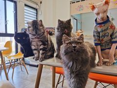 -团子家猫咪猫咖馆·柯基·柯尔鸭