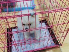 -龟与熊猫宠物公园(南坪店)