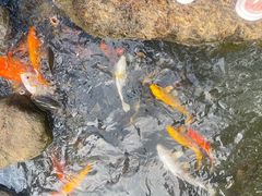 -呀诺达热带雨林