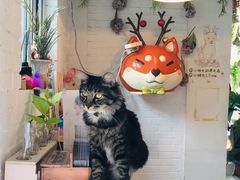 -平行世界·猫咖(首经贸店)