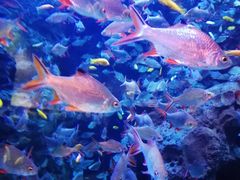 -成都浩海立方海洋公园