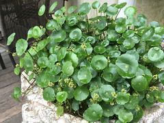 -旅马餐厅(茅家埠店)