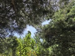 -尚庄度假村·庭台树下·户外烧烤·团建CS·轰趴营地(上庄水库店)