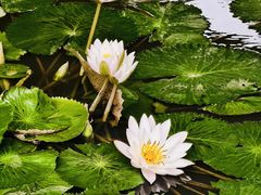 -云溪植物园