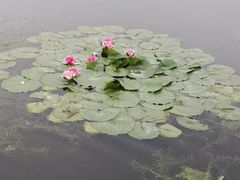 -前关湿地公园