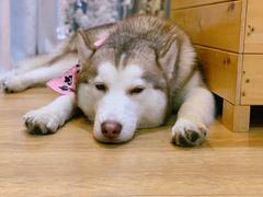 -Husky Go! 哈士奇体验馆·宠物咖啡厅狗咖