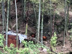 -宁波五龙潭景区