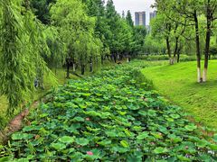 -沐仙湖湿地公园