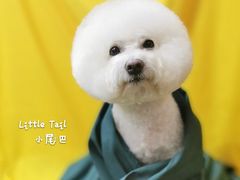 -小尾巴宠物店(万科·金域华庭店)