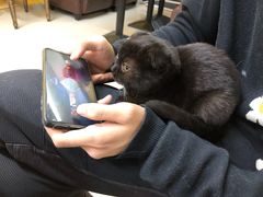 -猫咪咖啡店(新城大街店)