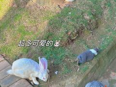 -灵玲国际马戏城
