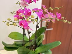 -双季花艺园艺市场(浦东店)