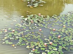 -立新湖公园