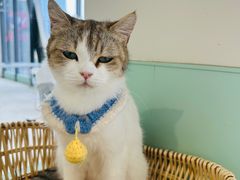 -怪兽屋·羊驼·猫咖·狗咖(俊华广场店)