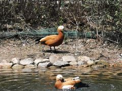 -长白岛森林公园