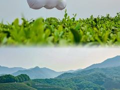 -龙坞茶村