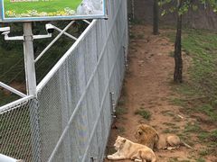 -西霞口神雕山野生动物世界