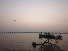 -宝安西湾红树林湿地公园