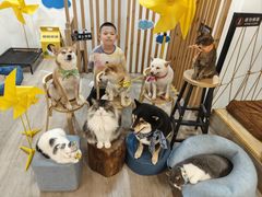 -柴迷FANS CLUB·柴犬狗咖·猫咖