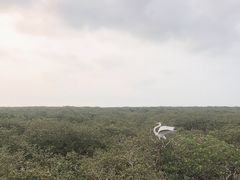 -北海金海湾红树林生态旅游区