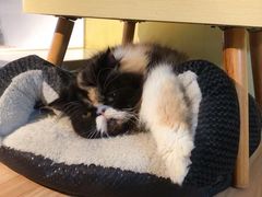 -Meowの猫咖(万家丽店)