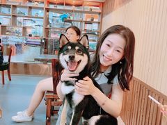 -柴源莊·柴小宠柴犬咖啡