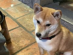 -瑞派康怡24h宠物医院·犬猫医疗中心·微创绝育(瑞景分院)