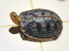 -灵龟之家百象馆(百象馆联合旗舰店)