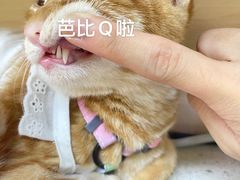 -瑞鹏宠物医院华南总院·夜诊·心脏科·骨科