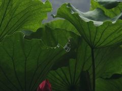-西湖游船