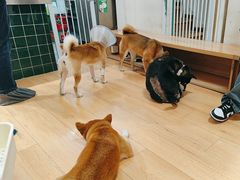 -是阿柴呀！柴犬咖啡·爱喵喵猫咖