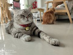 -平行世界·猫咖(首经贸店)