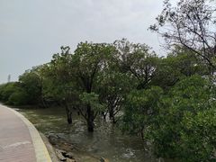 -宝安西湾红树林湿地公园