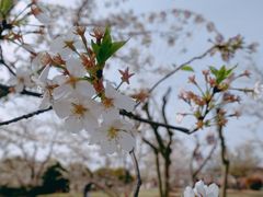 -顾村公园