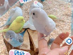 -怪兽屋·羊驼·猫咖·狗咖(俊华广场店)