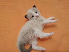 -70cat德文卷毛猫·缅因猫纯种猫舍