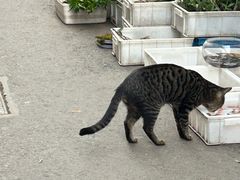 -苏州市皮市街花鸟工艺品市场