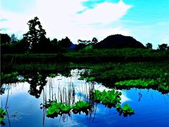 -会仙湿地
