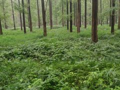 -黄海国家森林公园