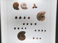 -青岛贝壳博物馆