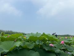 -白洋淀景区