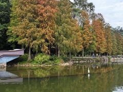 -深圳仙湖植物园